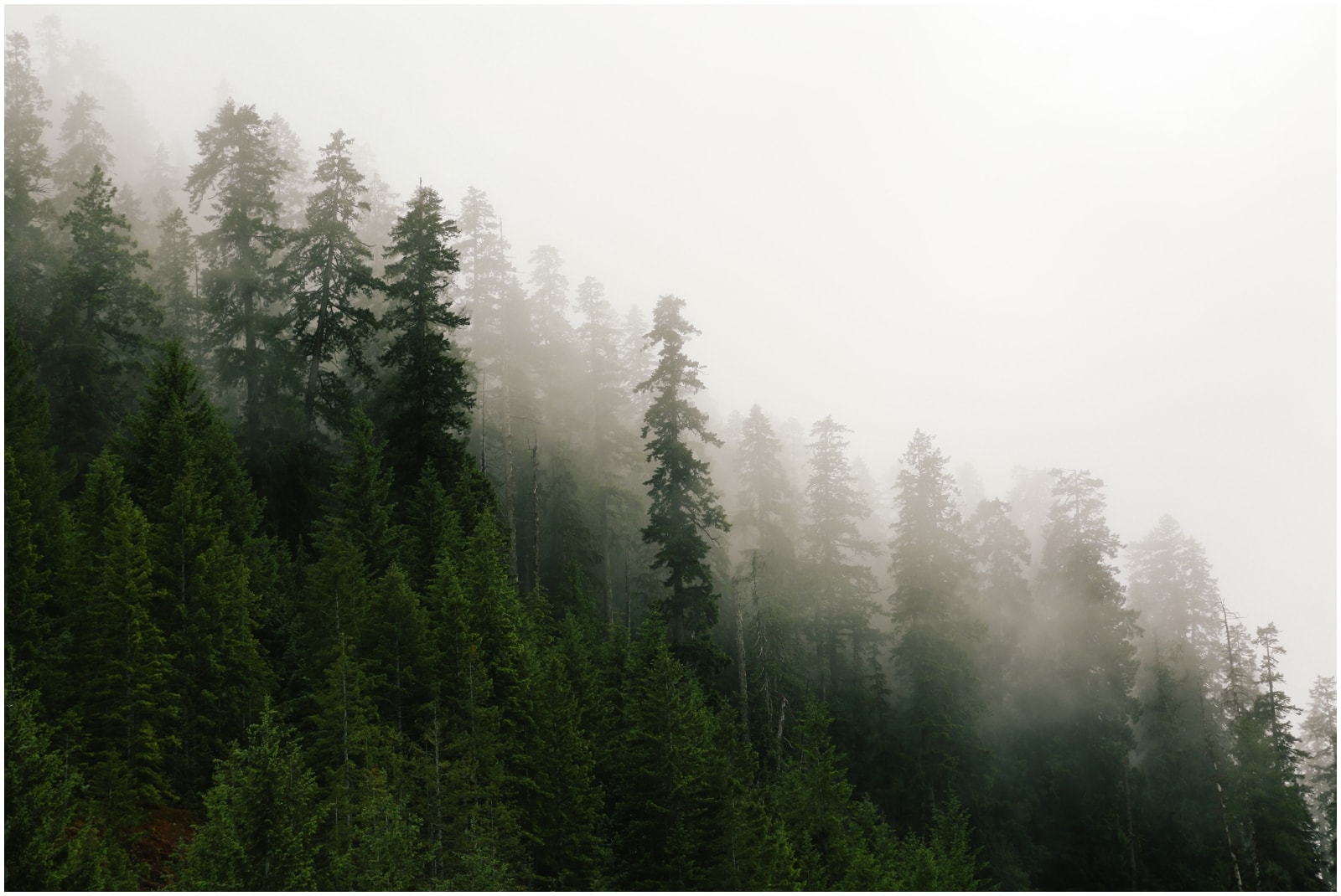 Bright green evergreen trees stand out in a fog the is rolling in